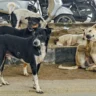 Stray Dogs Removal