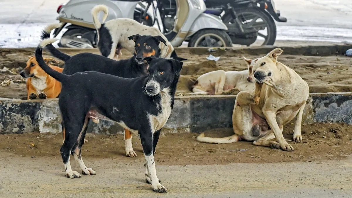 Stray Dogs Removal